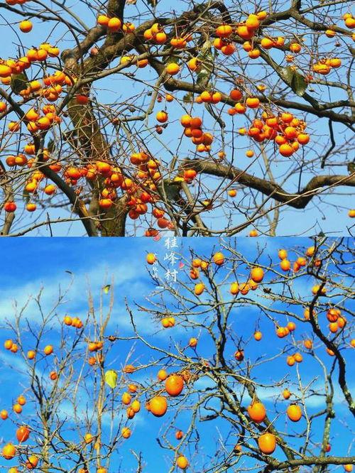 甜蜜的秋天,收获的季节，温馨的篇章