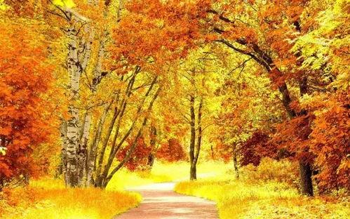 甜蜜的秋天,收获的季节，温馨的篇章