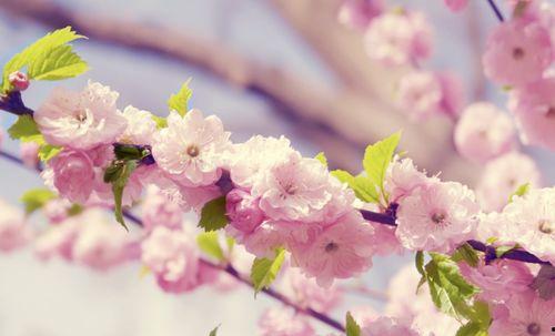 真情不诋樱花落,真情不诋，岁月静好