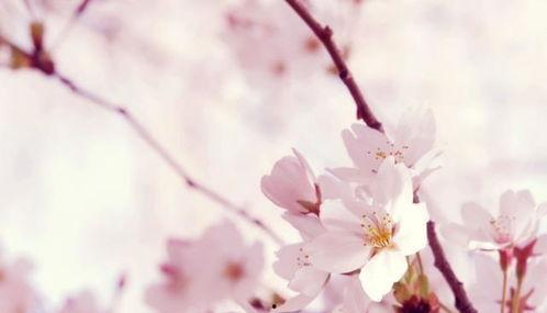 真情不诋樱花落,真情不诋，岁月静好