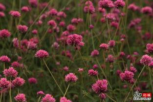 薰香花朵凛然绽放,凛然绽放的薰香花朵之美