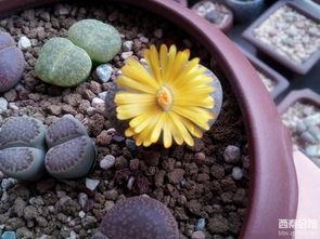 石头开花,探寻自然奇迹的奥秘